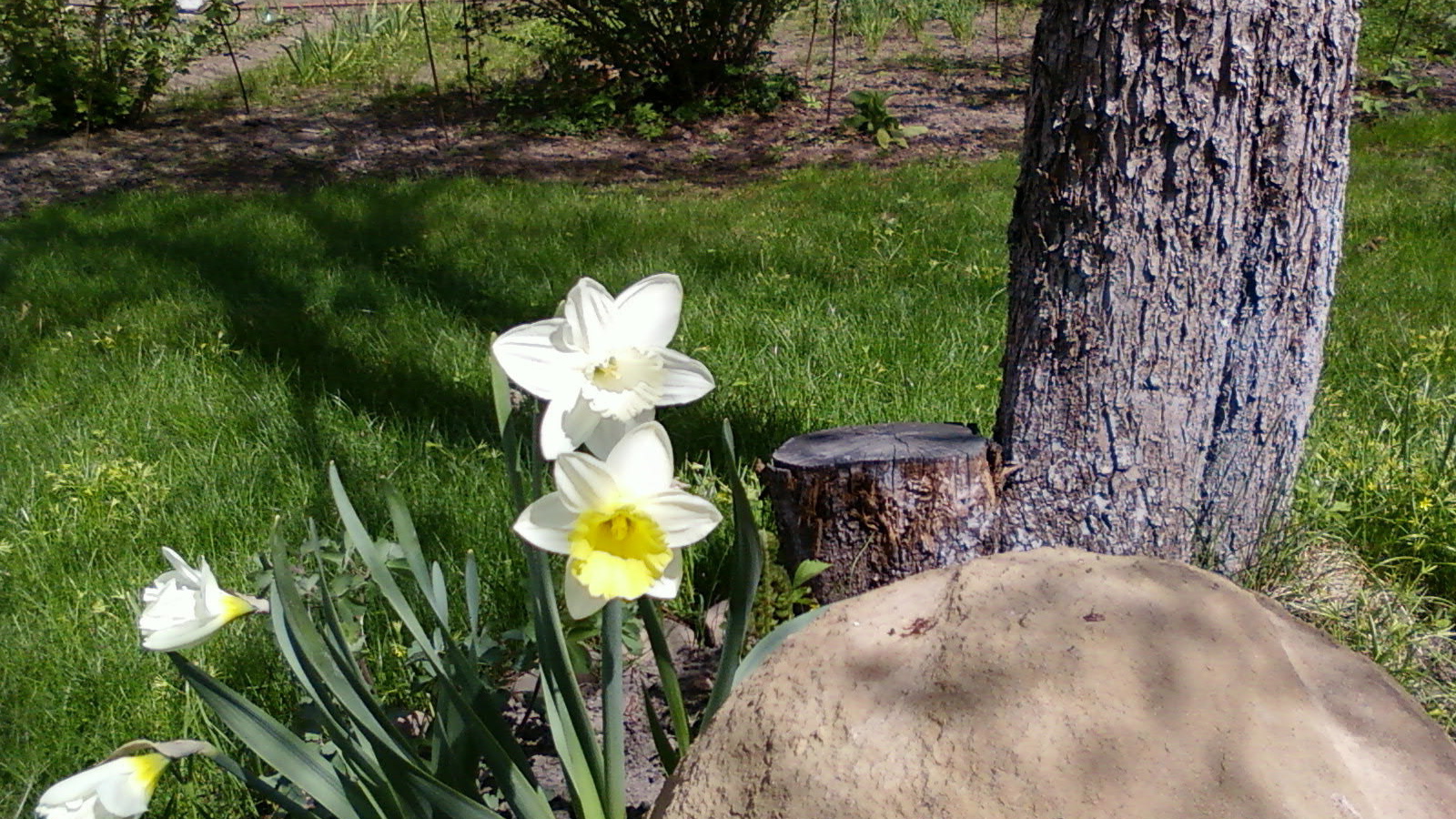 Красивое растение нектароскордум в саду