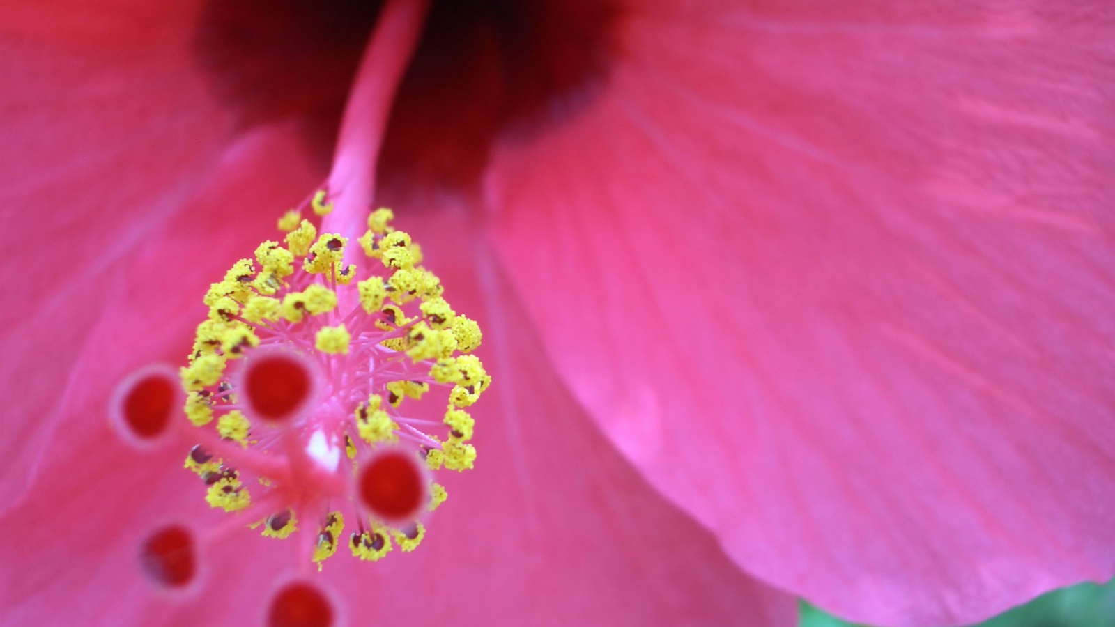 Хороший цветок