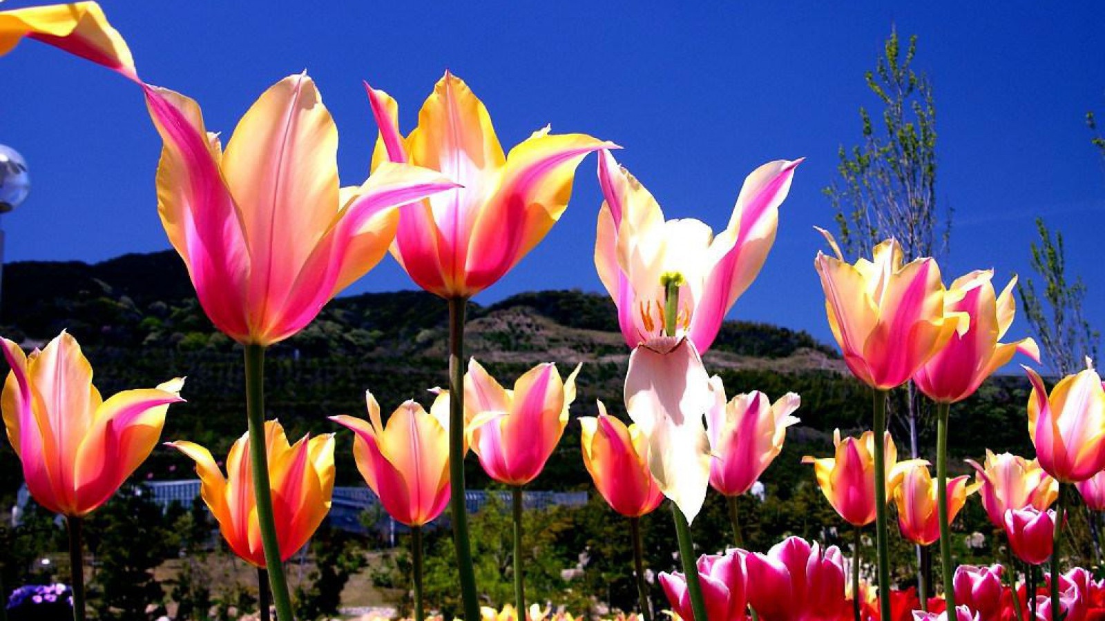 Один тюльпан завял