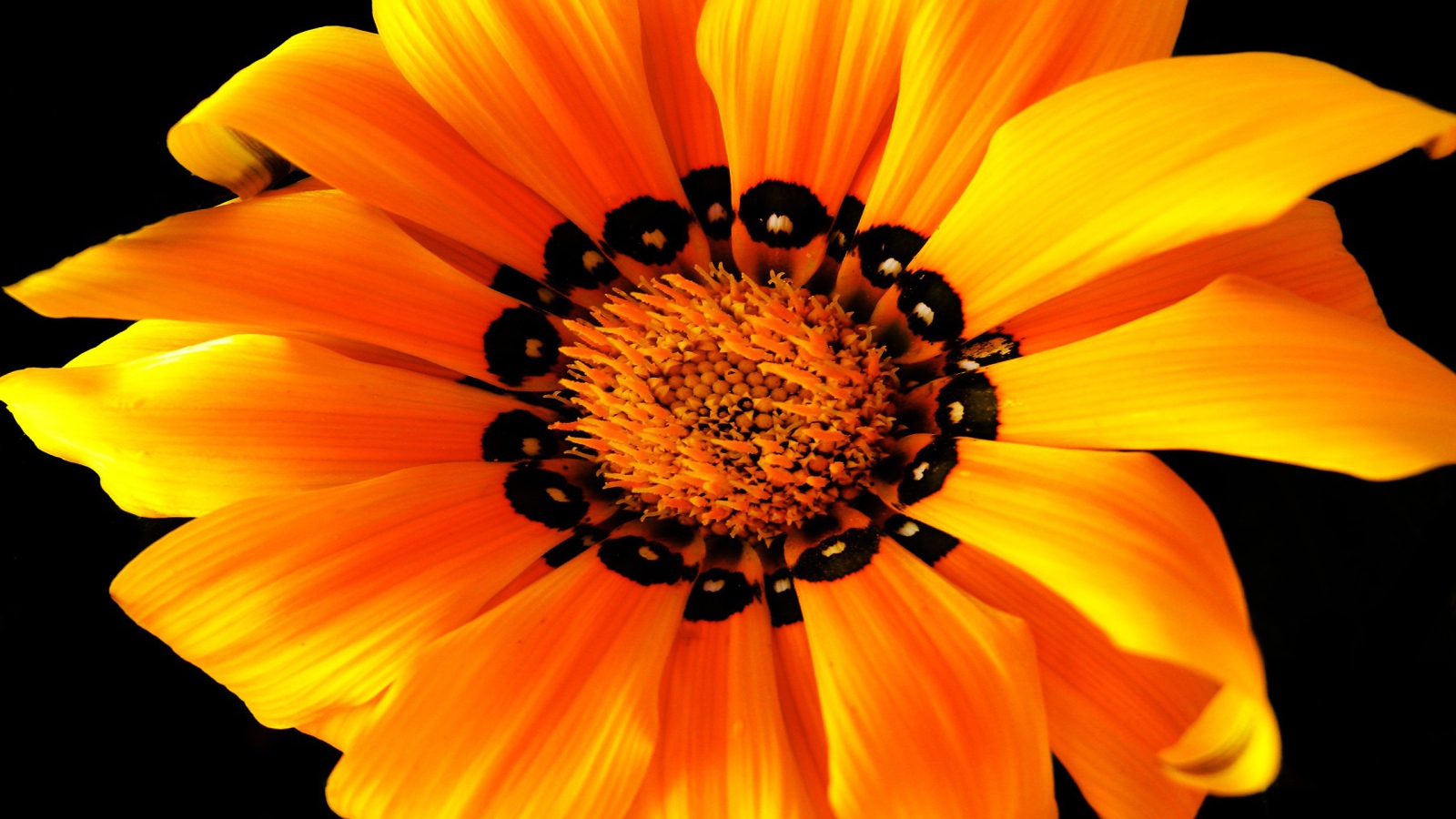 Оранжевый цветок на черном фоне