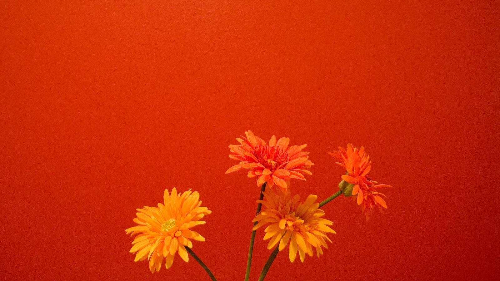 Оранжевые цветы на красном фоне