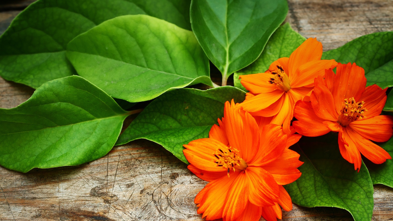 Оранжевые цветки космеи