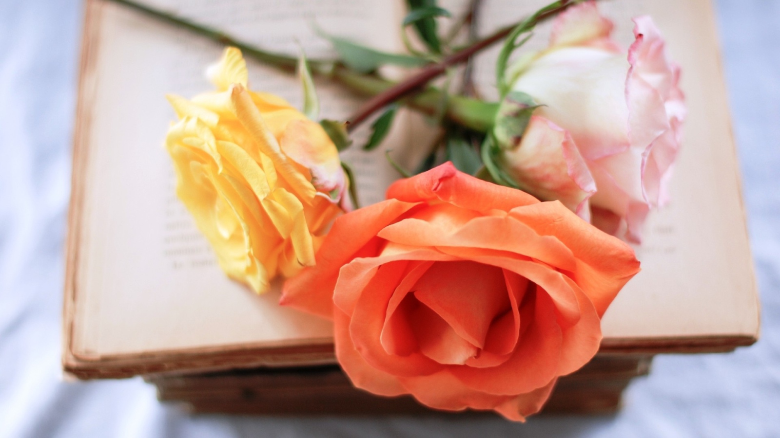 Оранжевая роза на книге