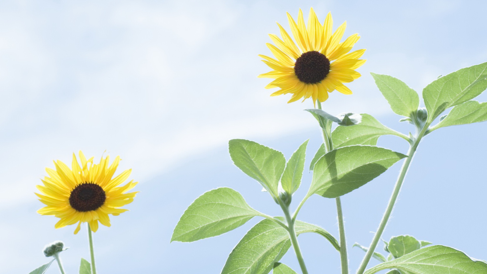 Пара цветков подсолнуха на солнце