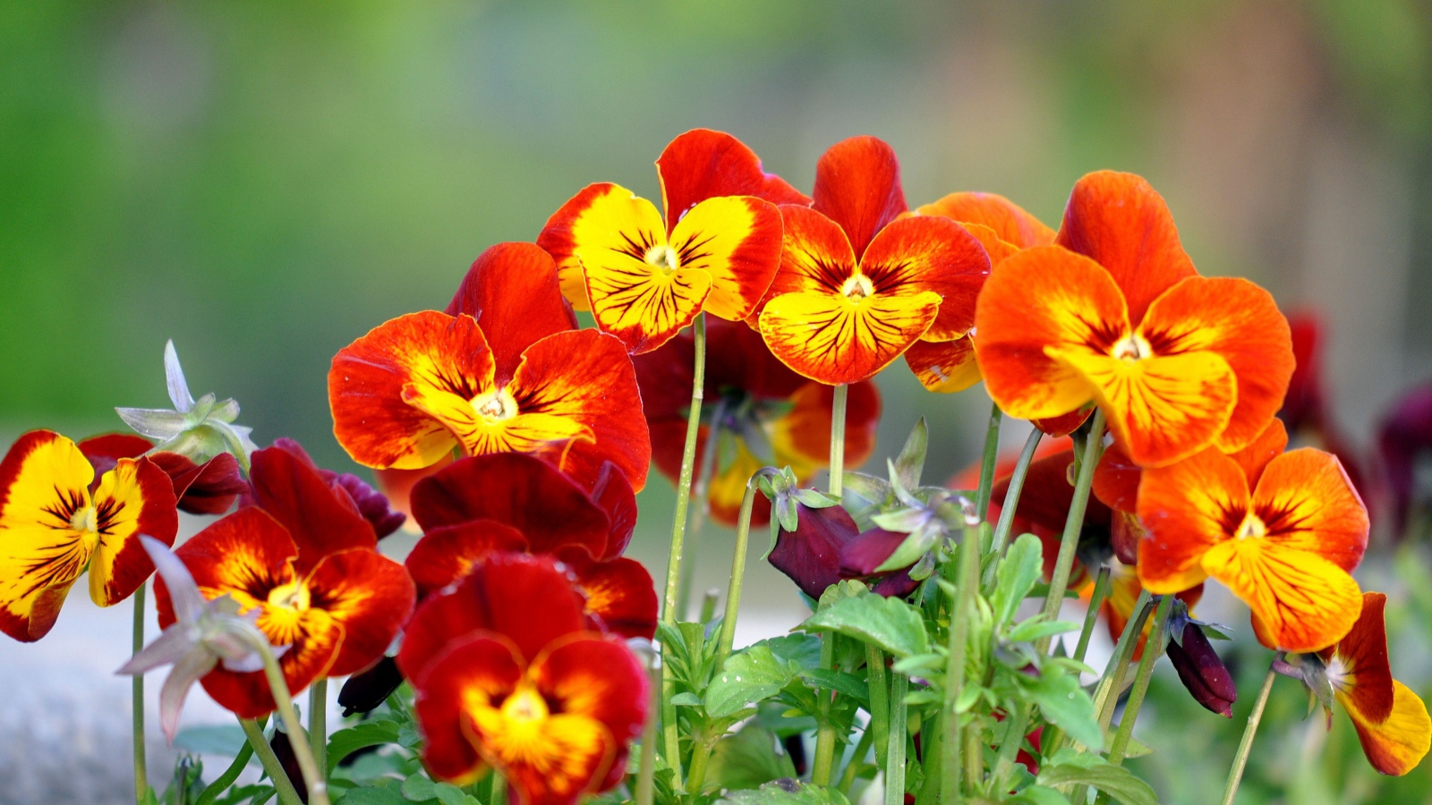 Цветы анютины глазки расцвели в саду