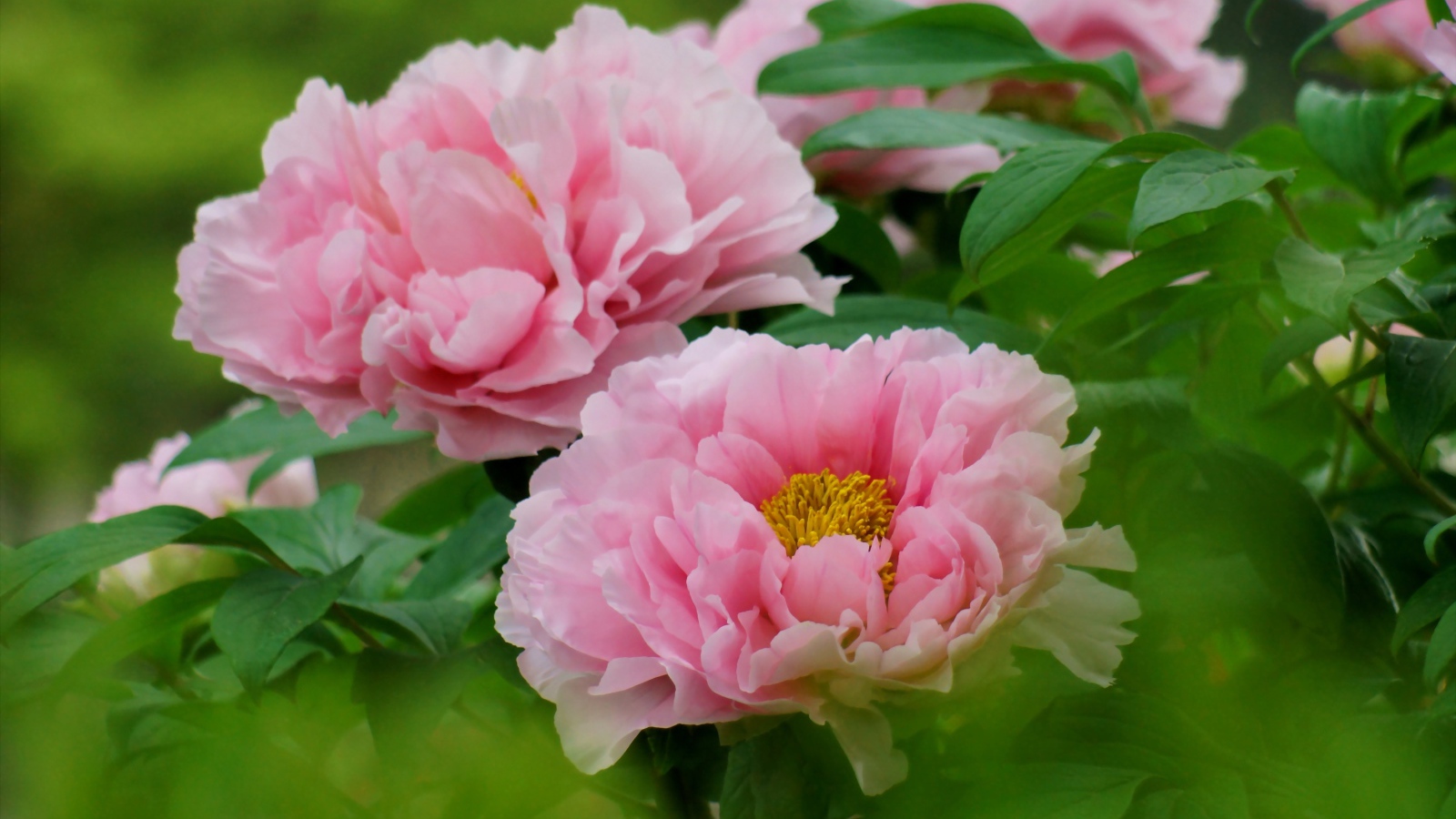 Цветы пионы под солнцем