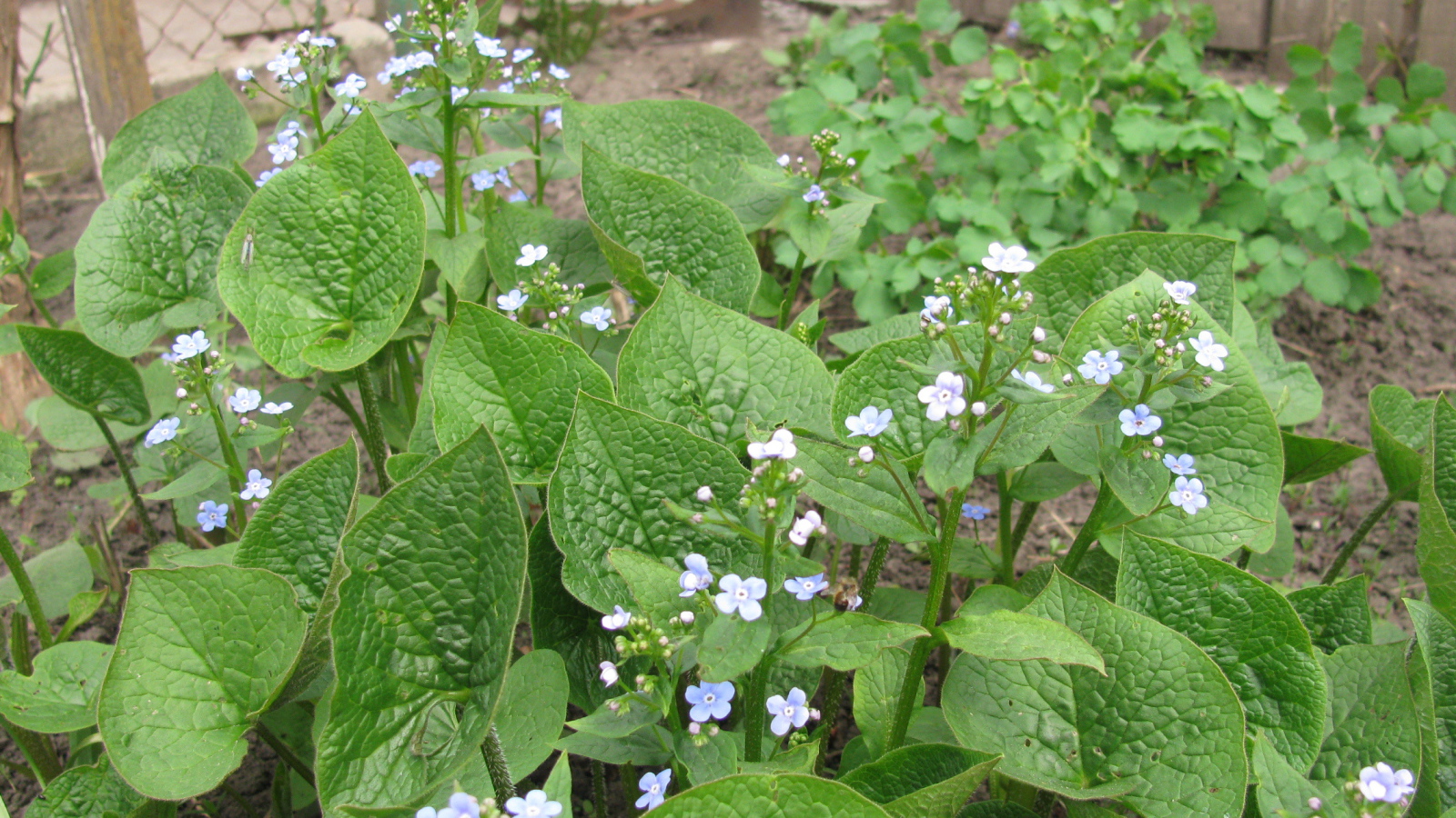 Многолетнее красивое растение бруннера