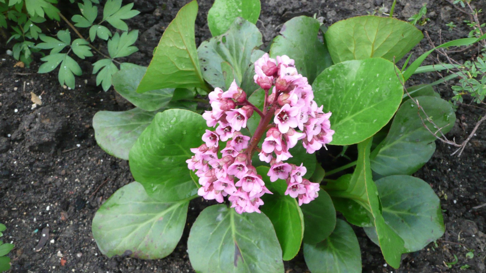 Многолетнее цветы бадан в парке