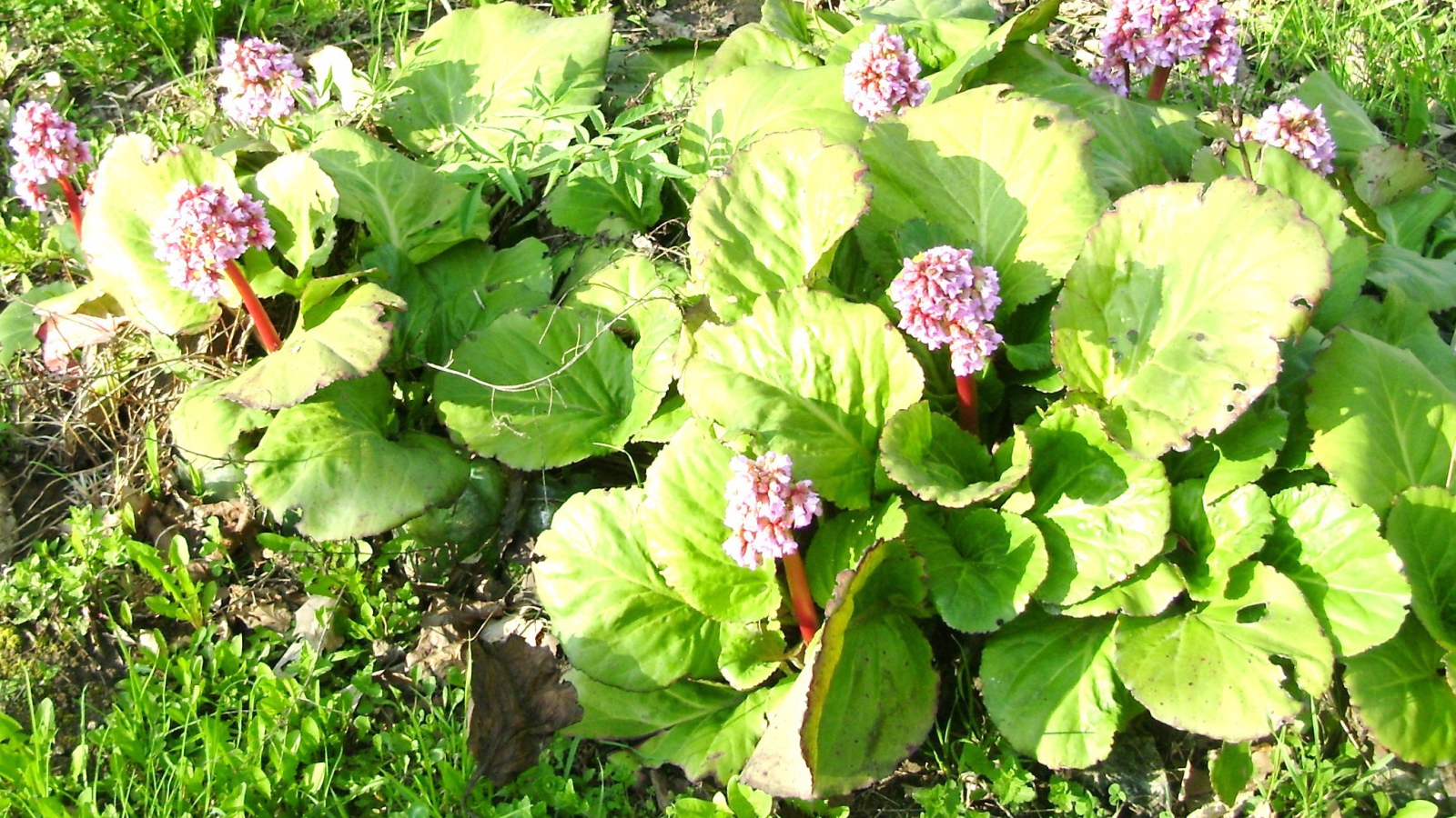 Многолетнее растение бадан на солнце