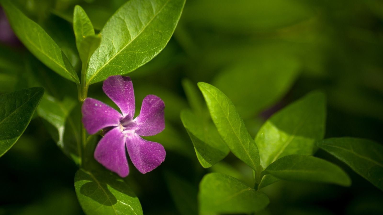 Выращивание цветов барвинок в саду