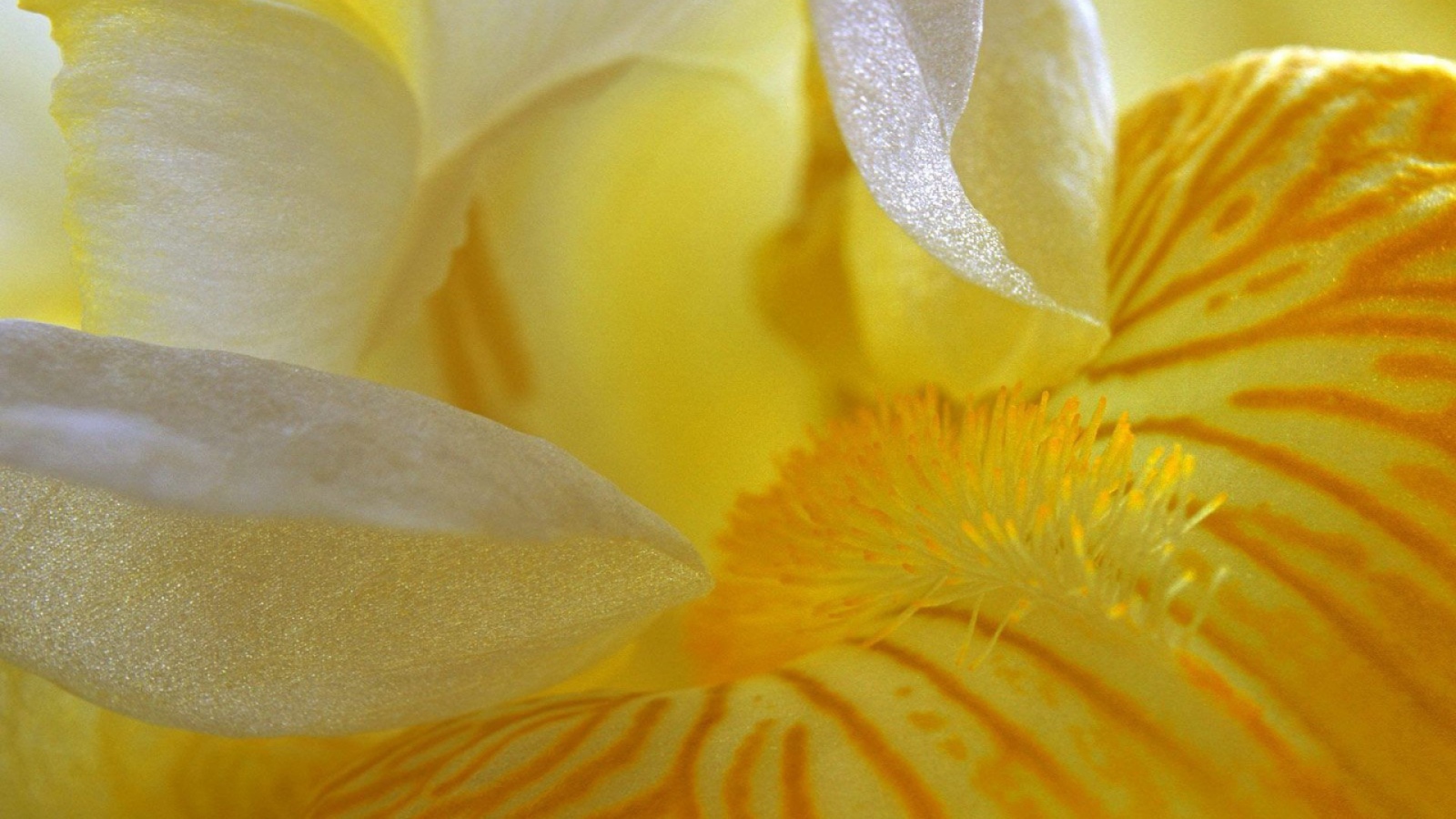 Лепестки желтого ириса
