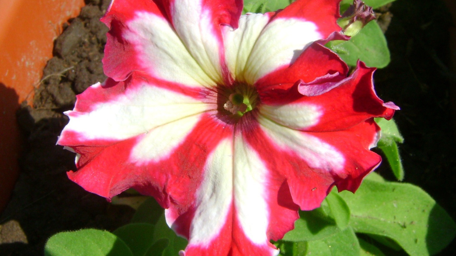 Выращивание цветов петуния в саду