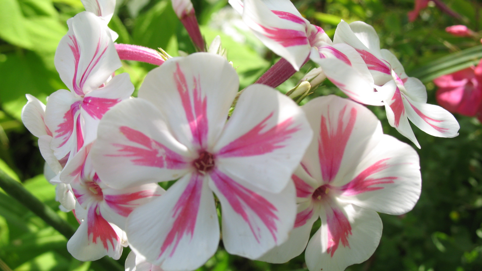 Флокс расцвел на солнечной поляне