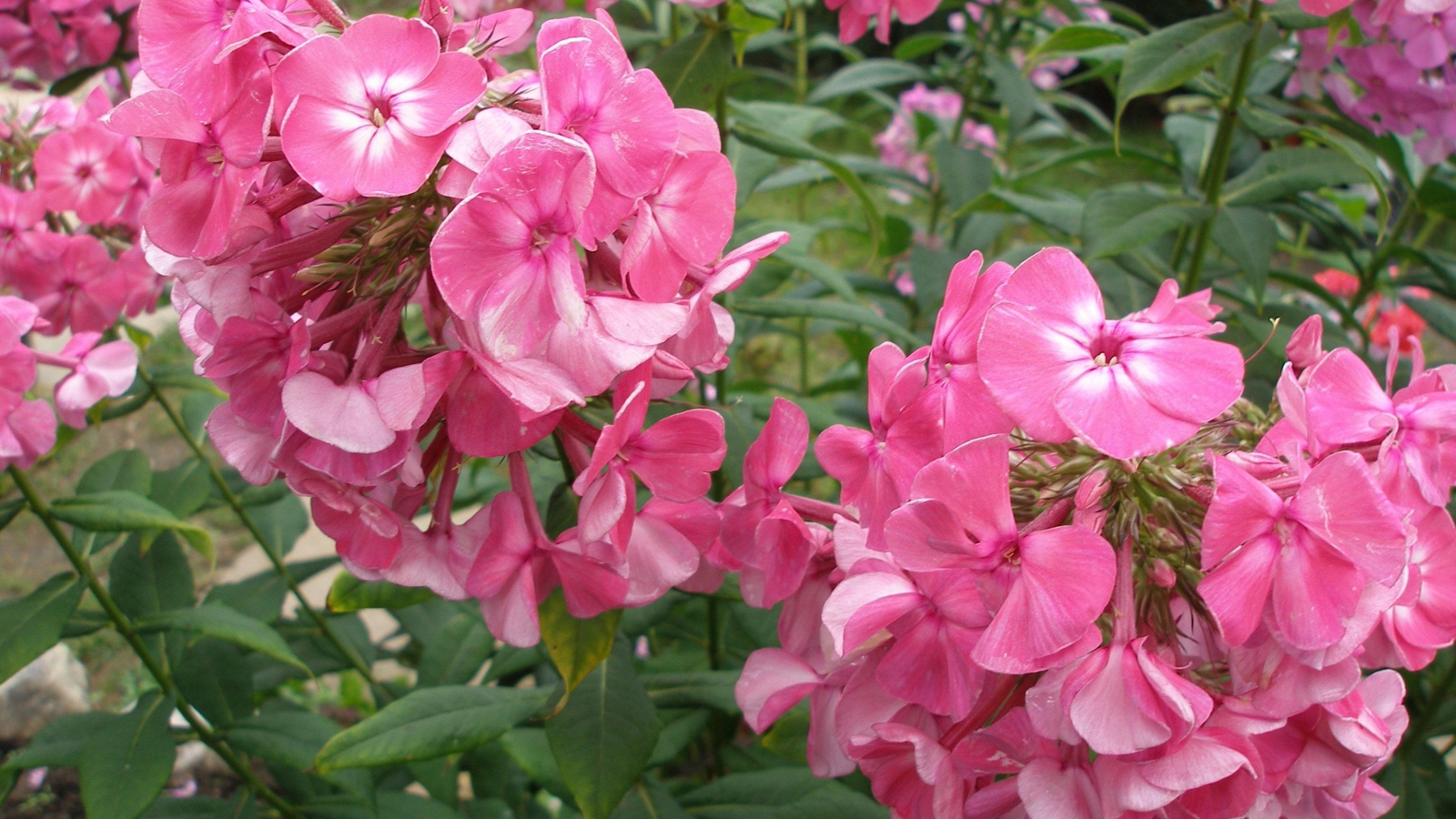 Цветы флокс цветут в саду