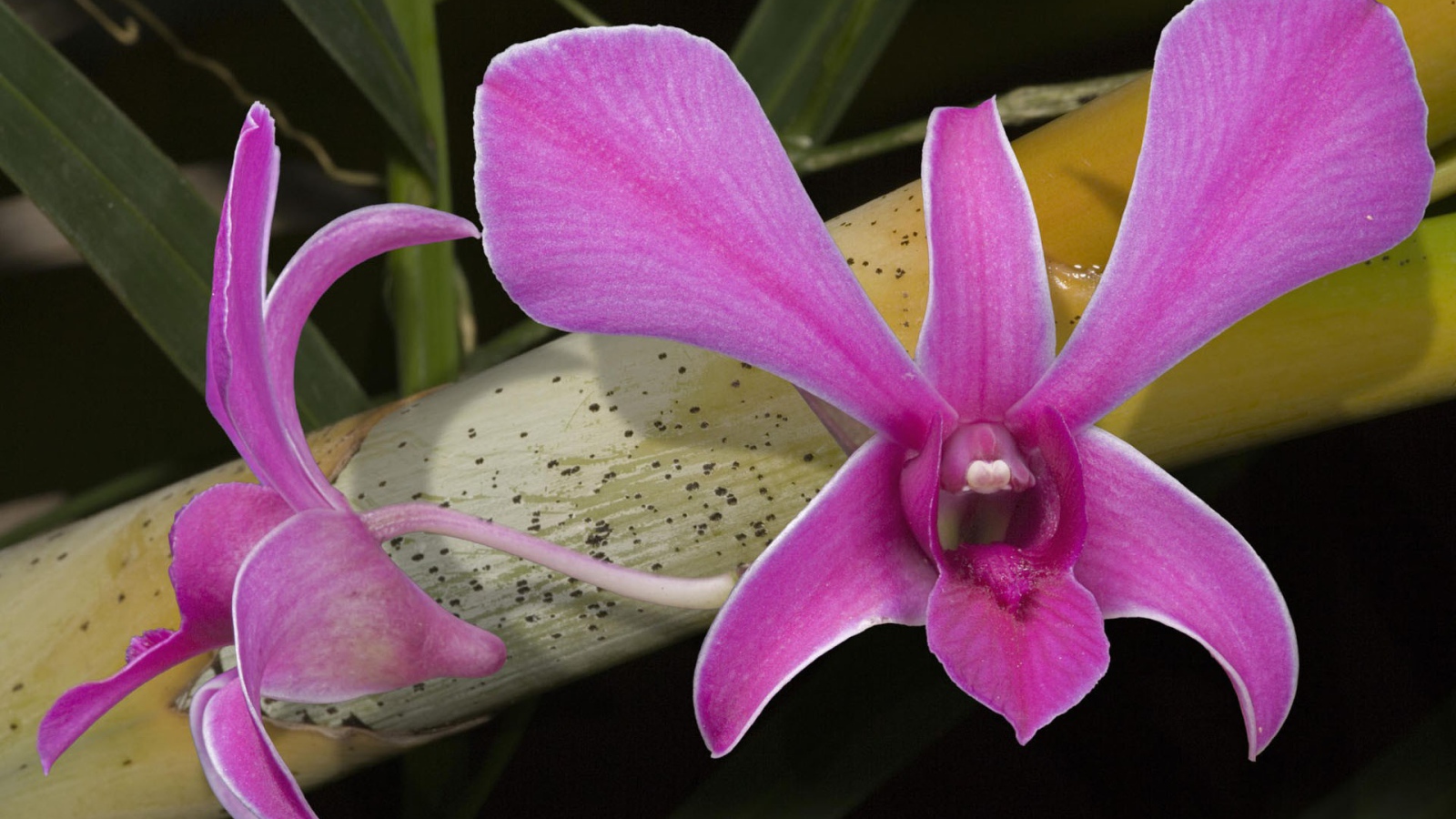 Розовые цветы орхидеи