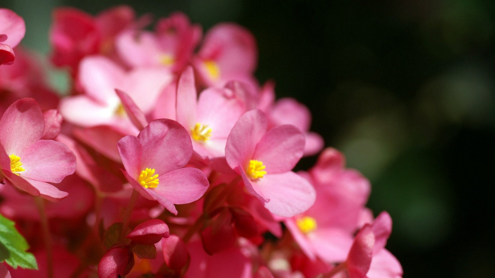 Розовые цветы с желтыми тычинками