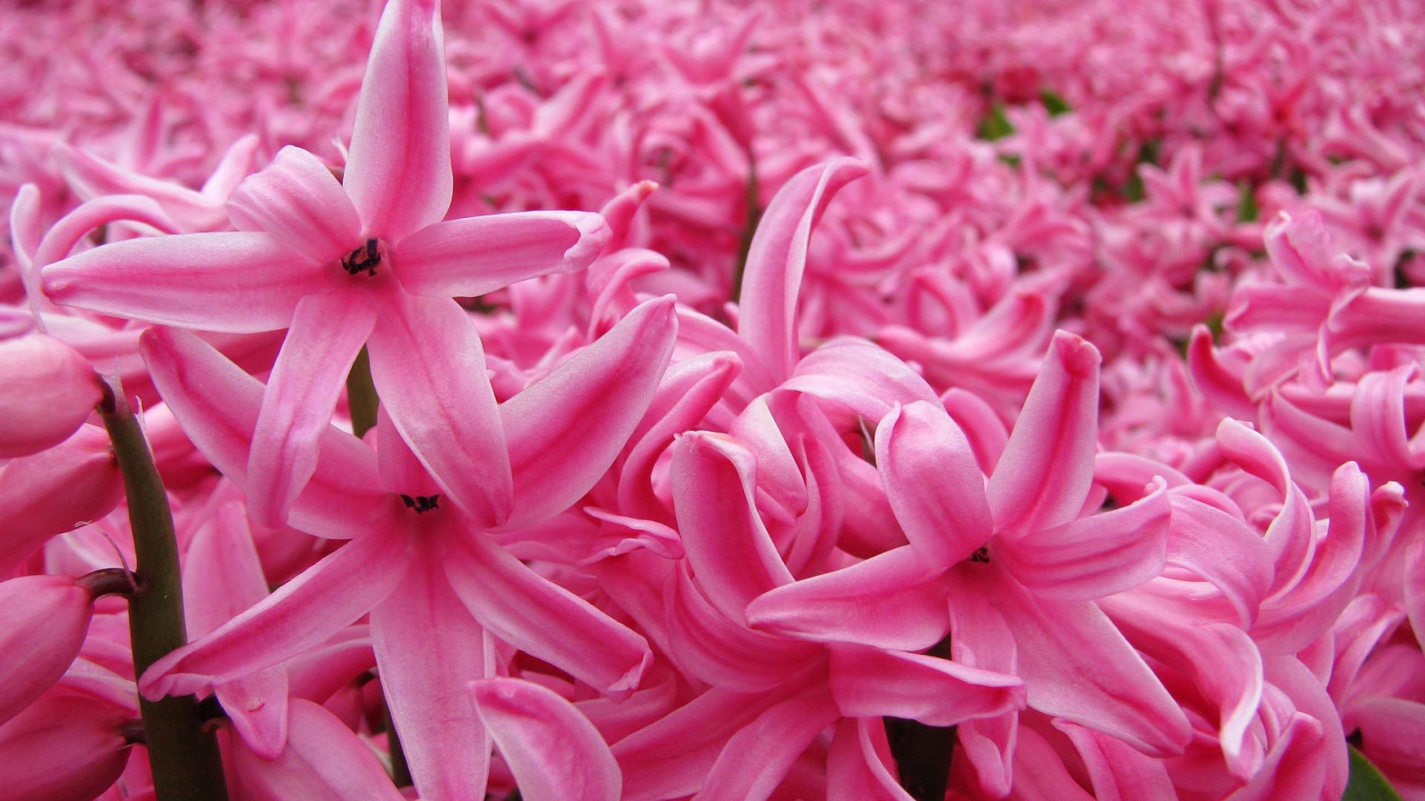 Цветок розовый гиацинт в весеннем саду