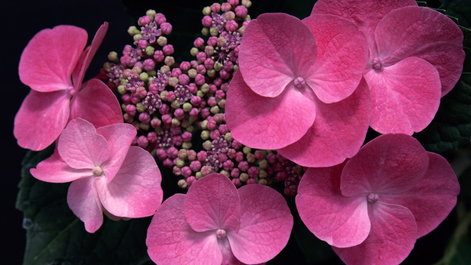 Розовый в тени