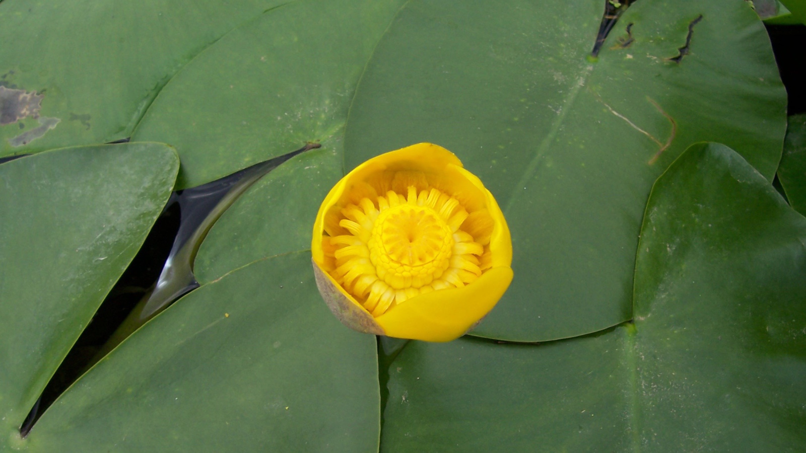 Кубышка красивый цветок