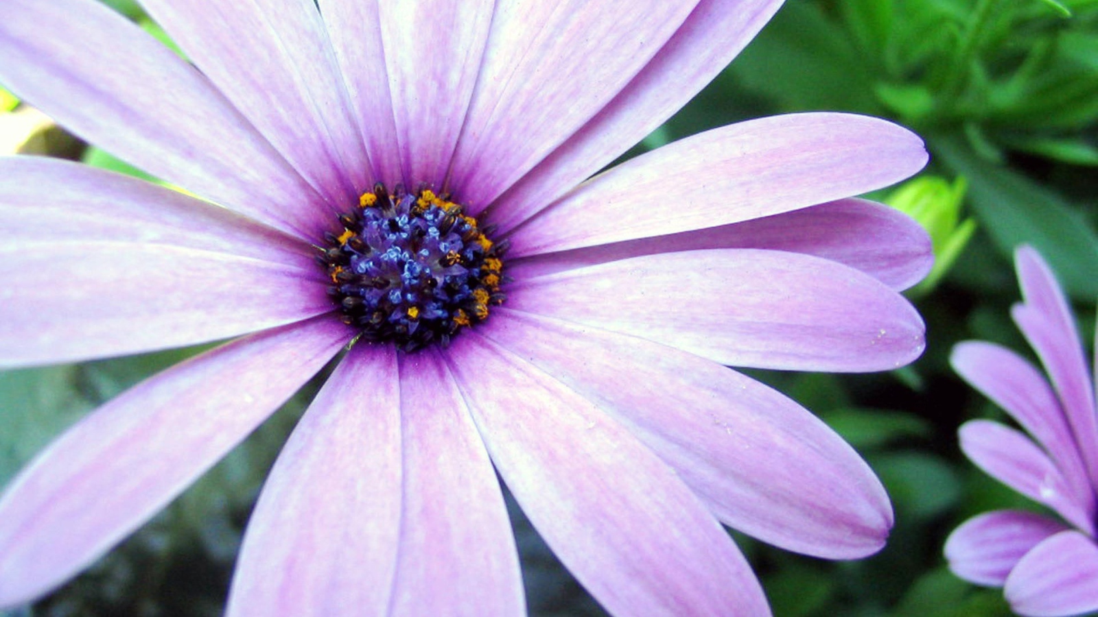 Сиреневая астра