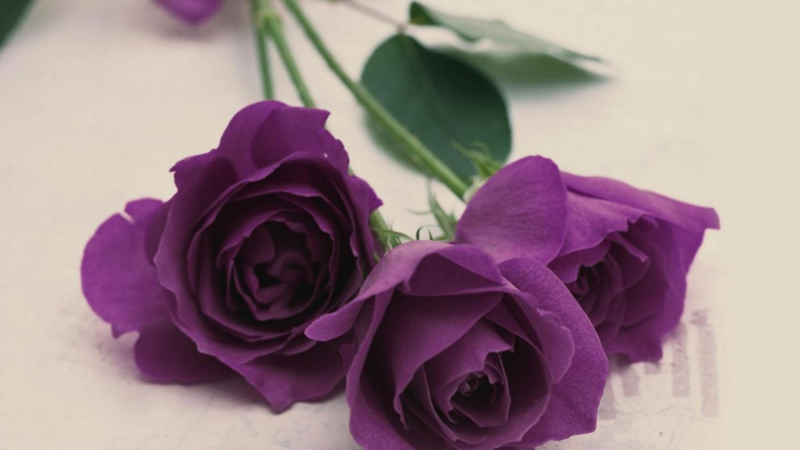 Фиолетовые розы на светлом столе