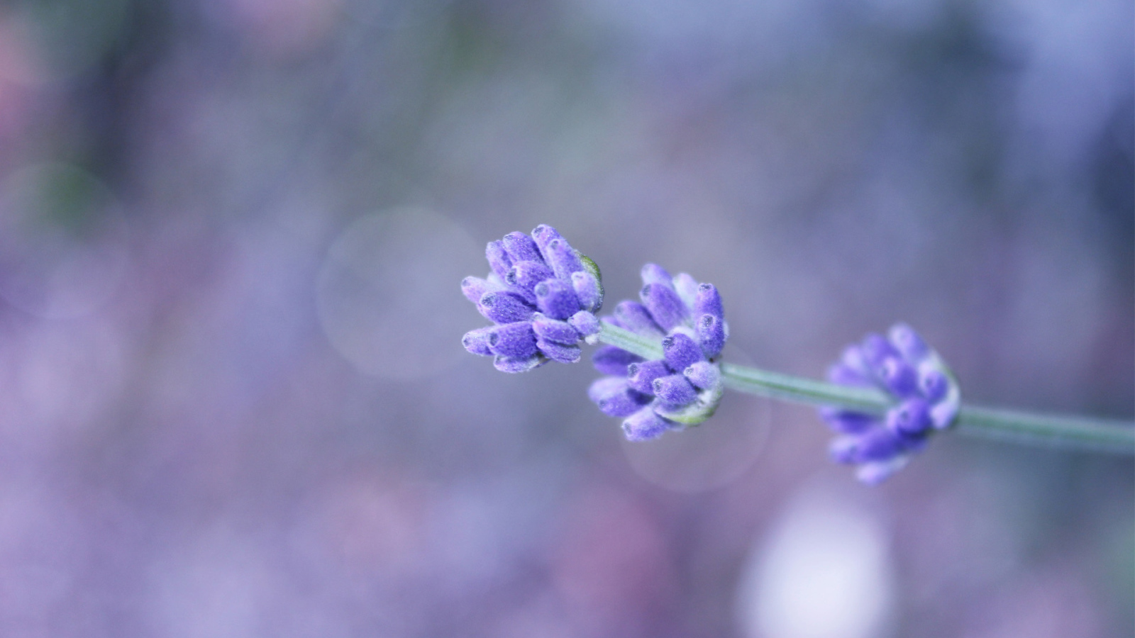 Сиреневый полевой цветок