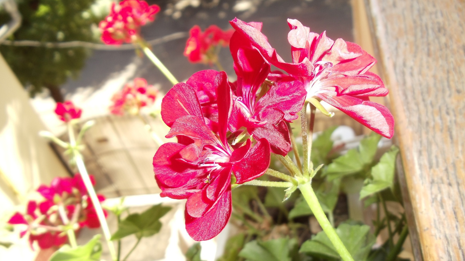 Красные блестящие цветы