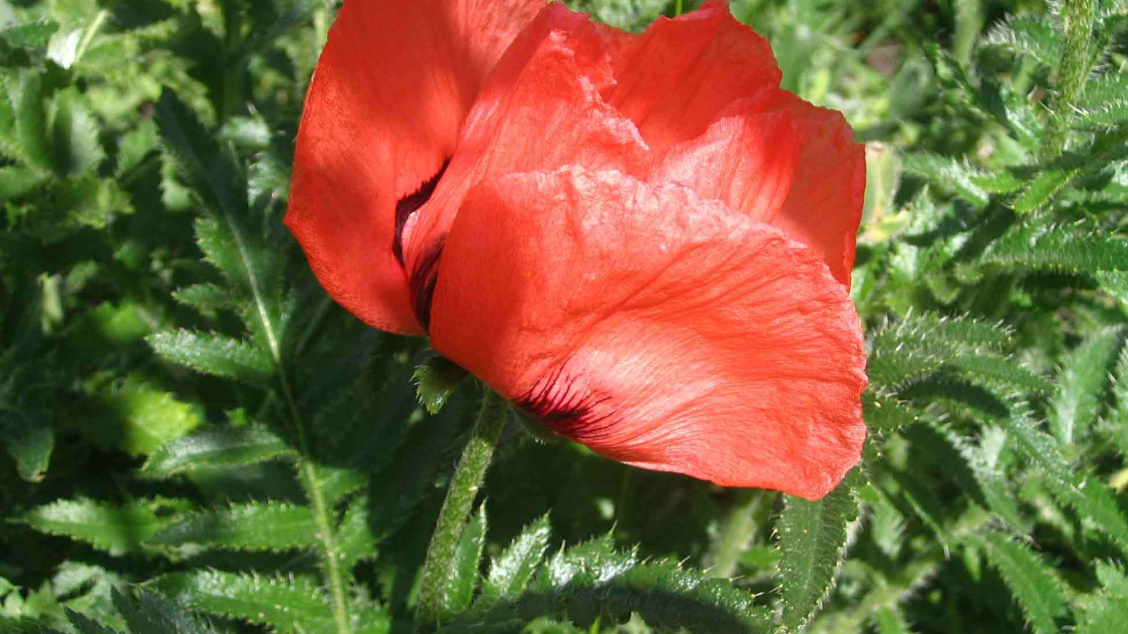 Красный мак расцвел в саду