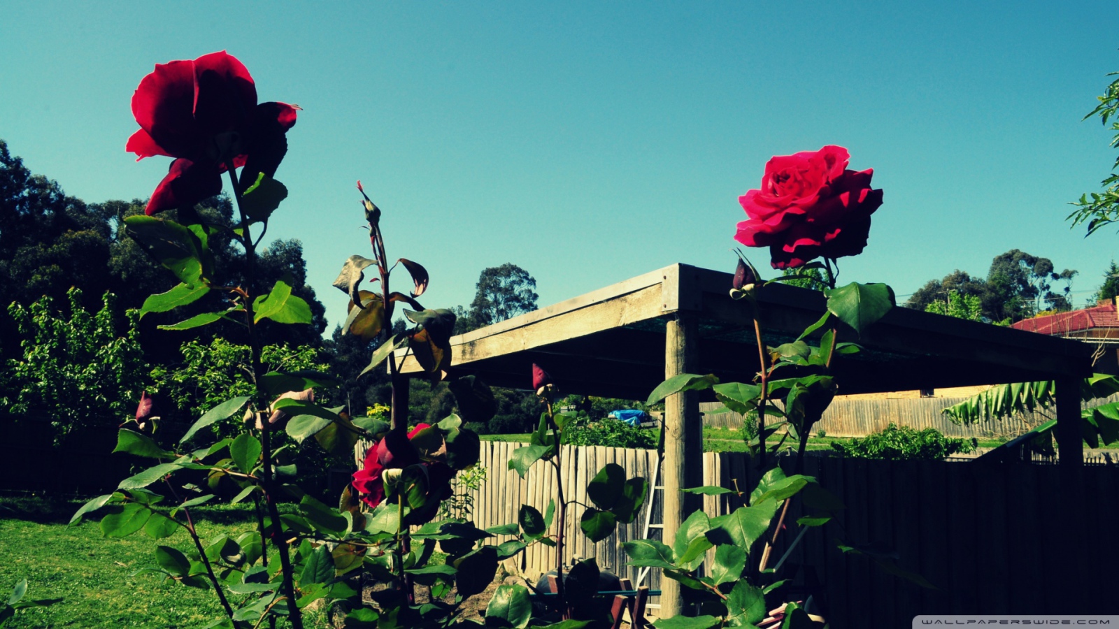 Красные розы в саду на фоне неба