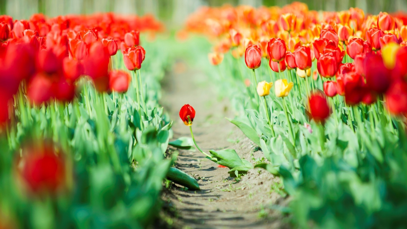 Дорога среди мака