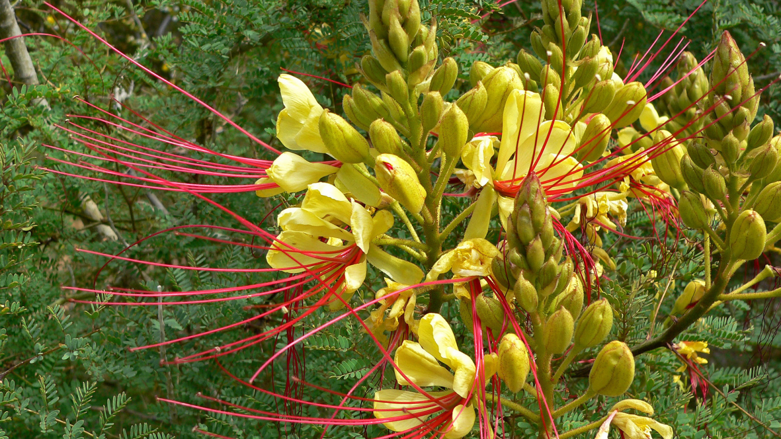 Красивая роскоя в саду
