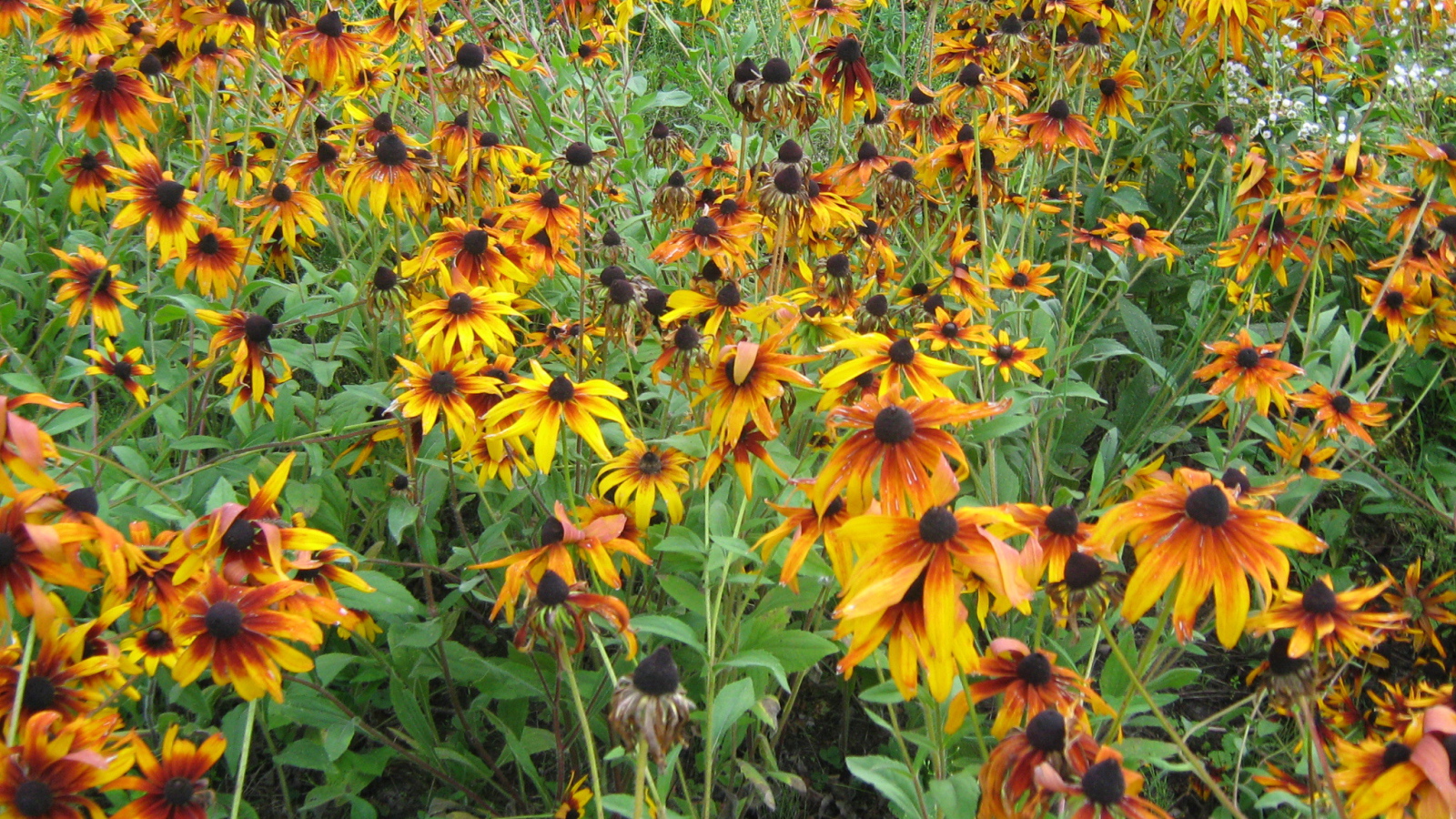 Выращивание цветов рудбекия в саду