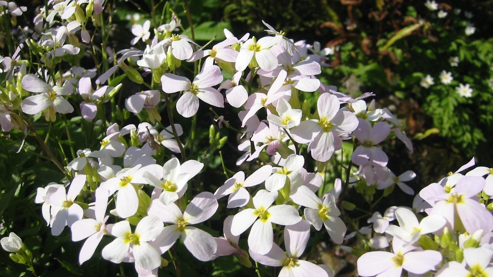 Красивое растение резуха на солнце