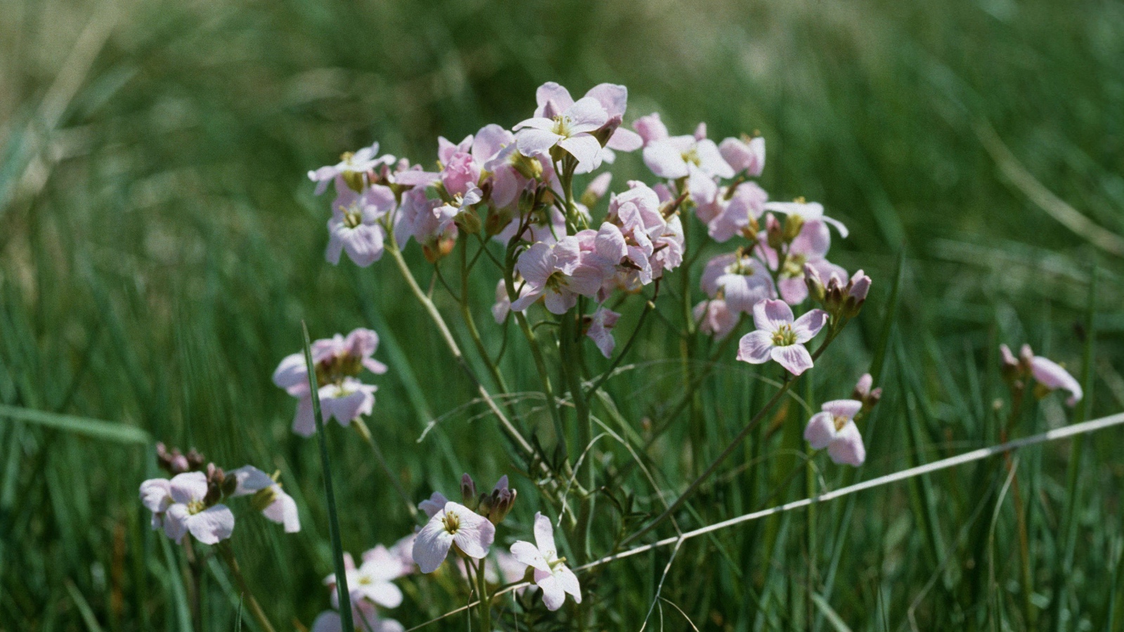 Цветы резуха в саду