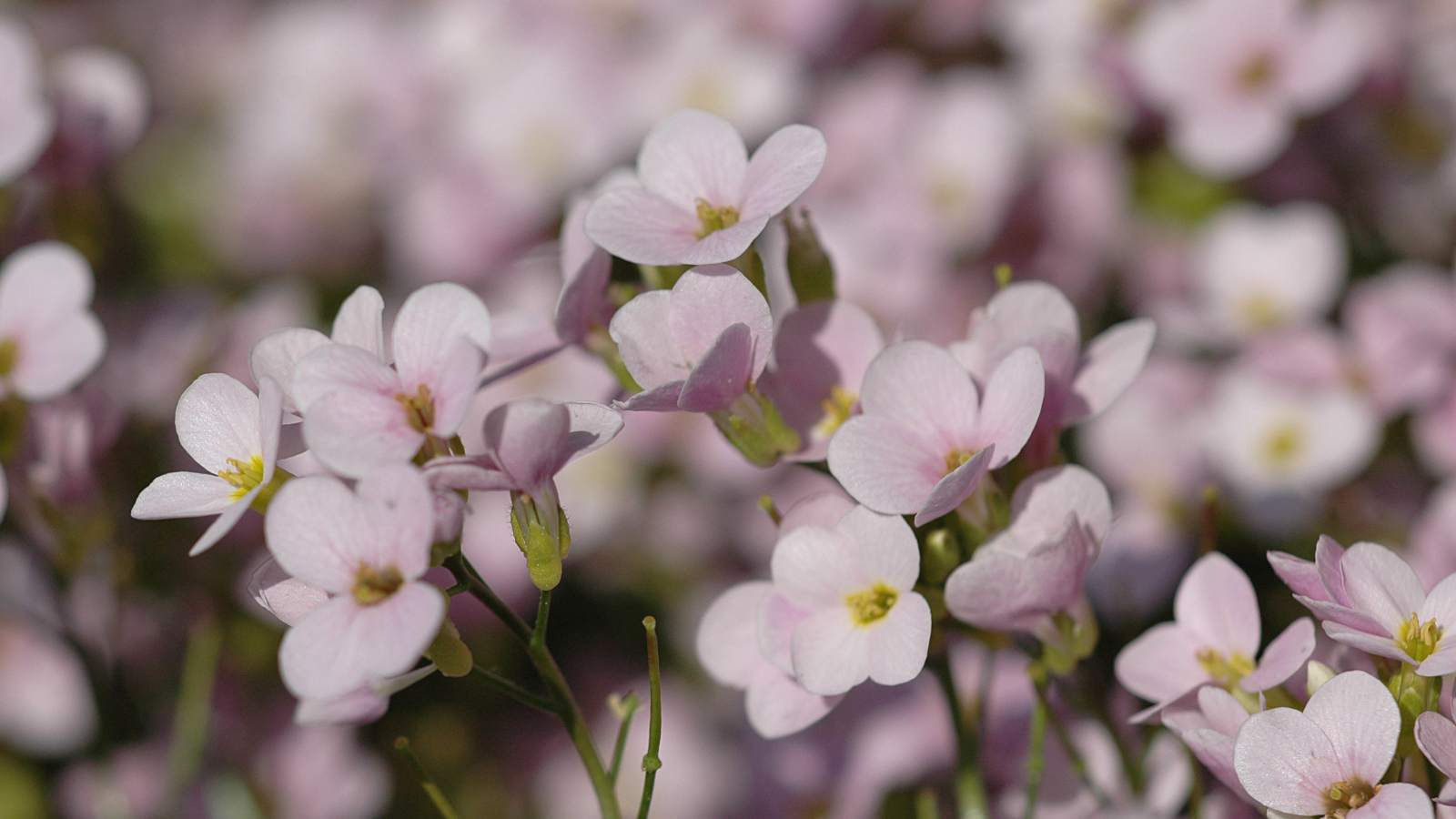 Цветы резуха на поляне