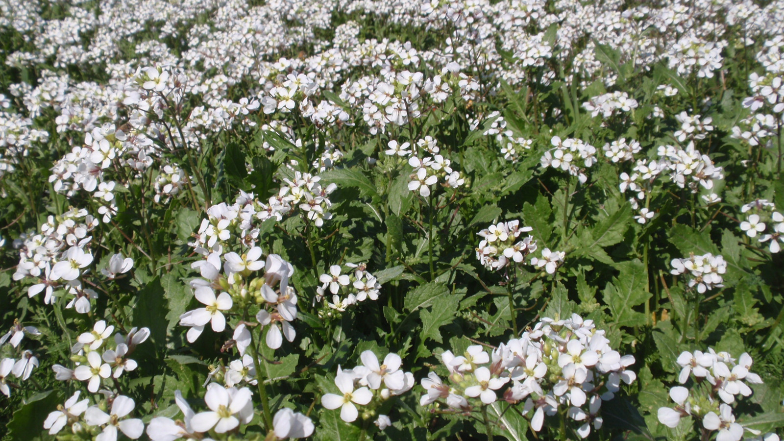 Резуха на поляне