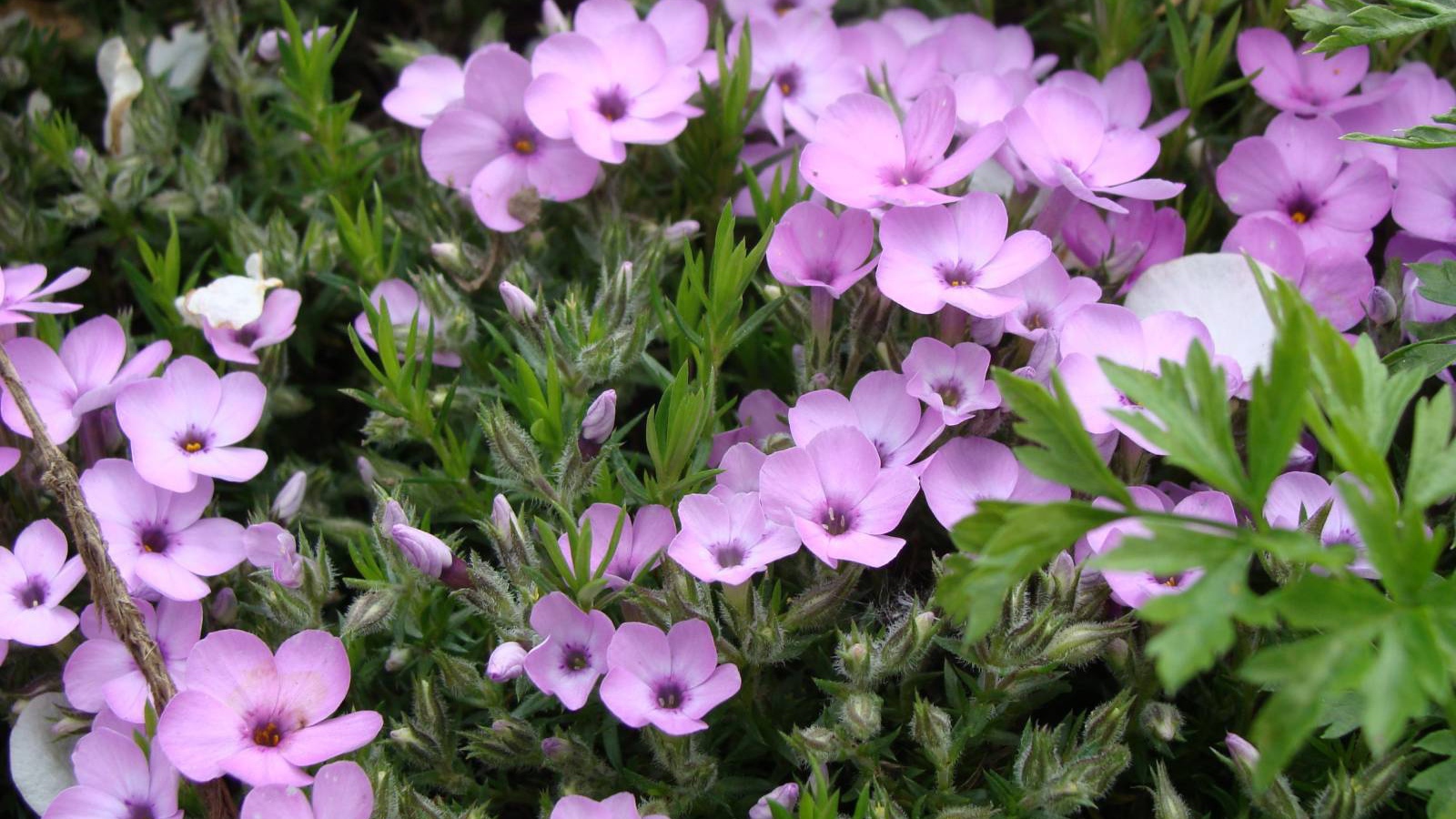 Растение резуха в саду