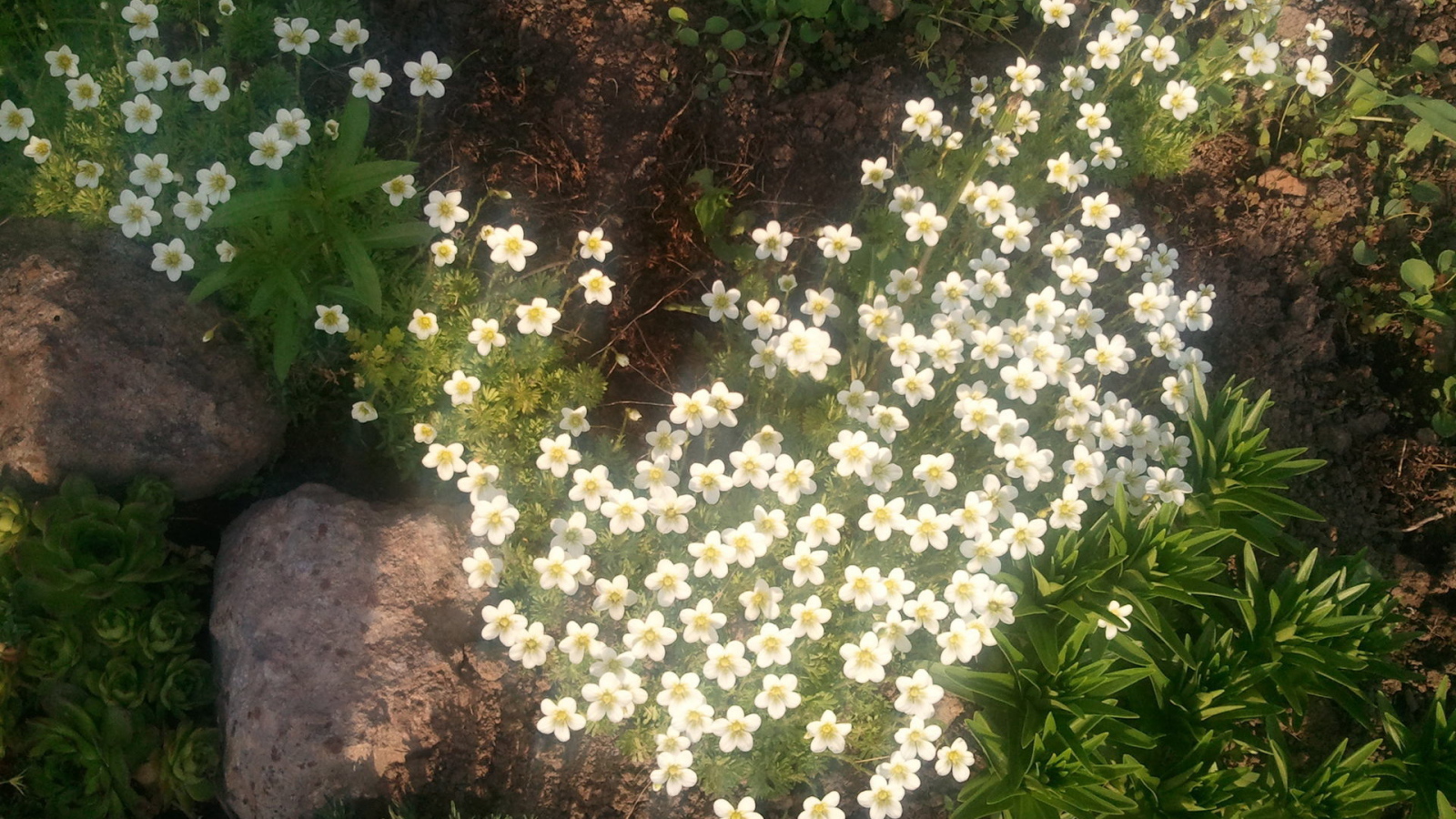 Растение резуха на поляне