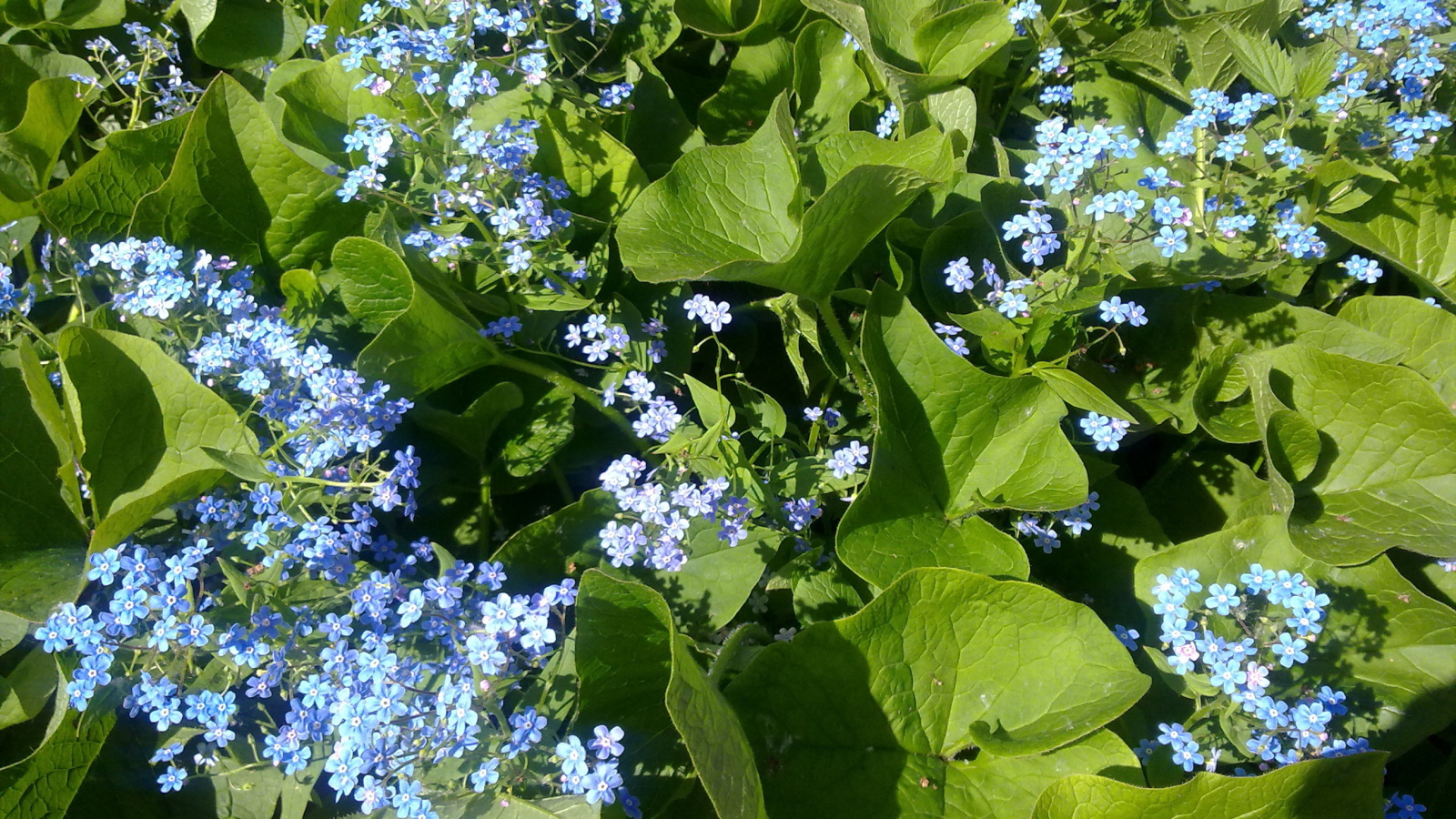 Весенние красивые  цветы незабудки