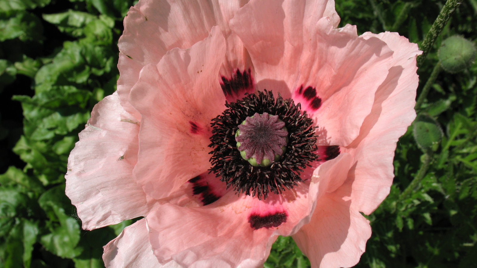 Весенний цветок мак