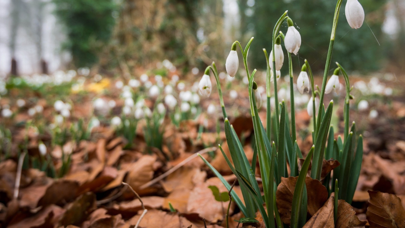 Весенние цветы