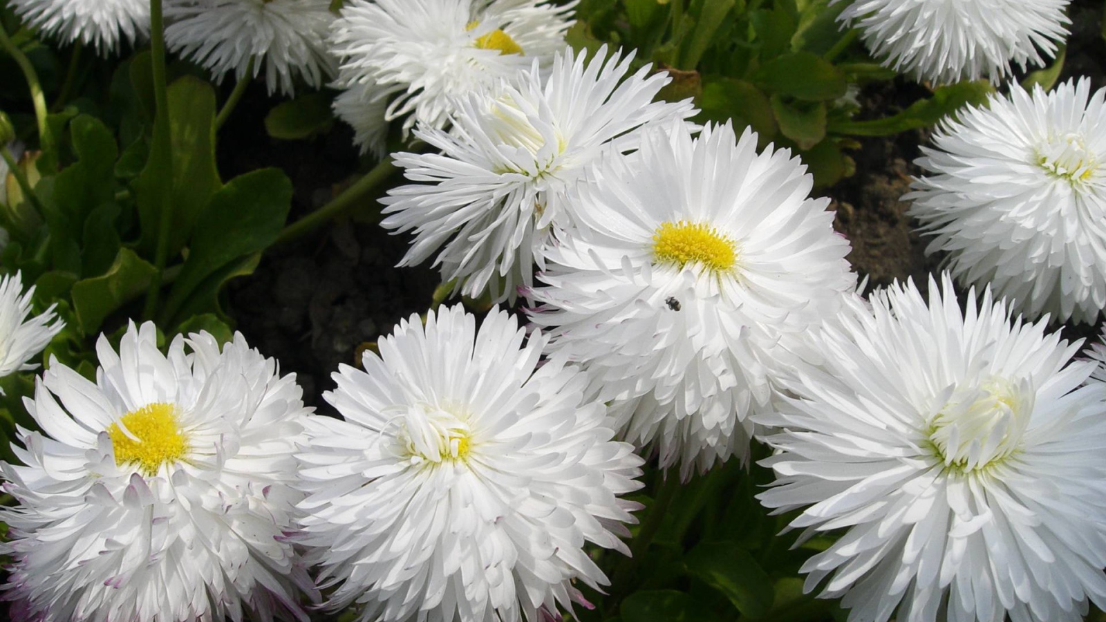 Весенние цветы маргаритки на лужайке