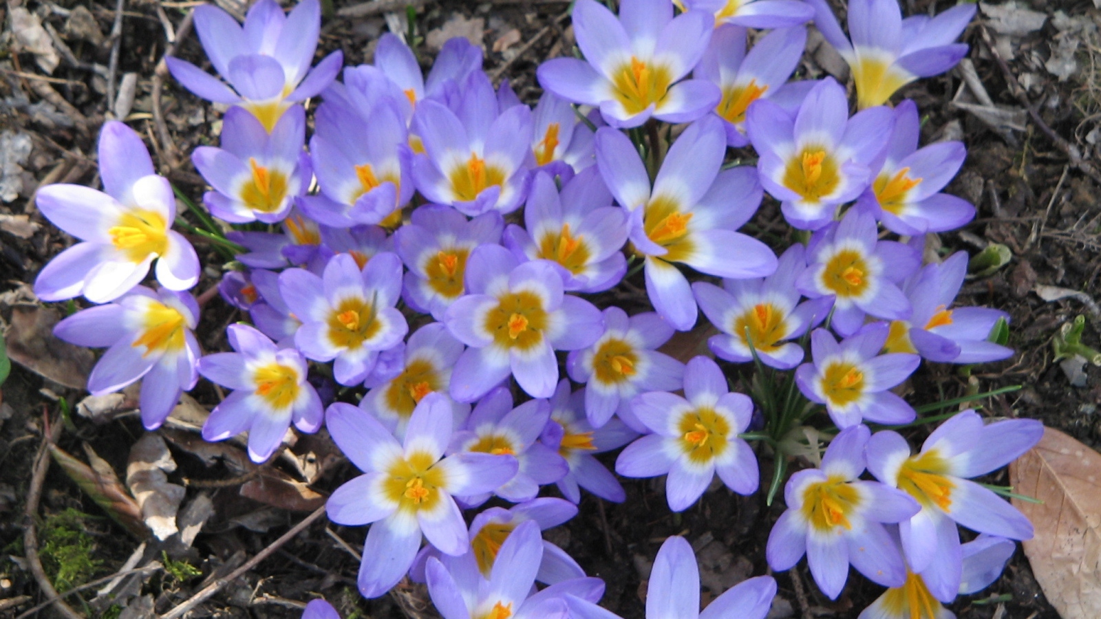 Весенние цветы шафран на поляне