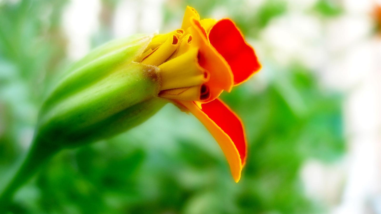 Странные цветы