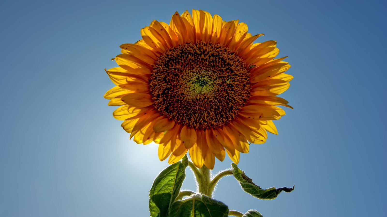 Подсолнух цветок с семечками