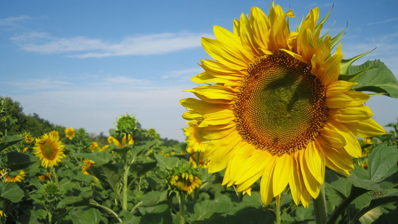 Подсолнух в поле