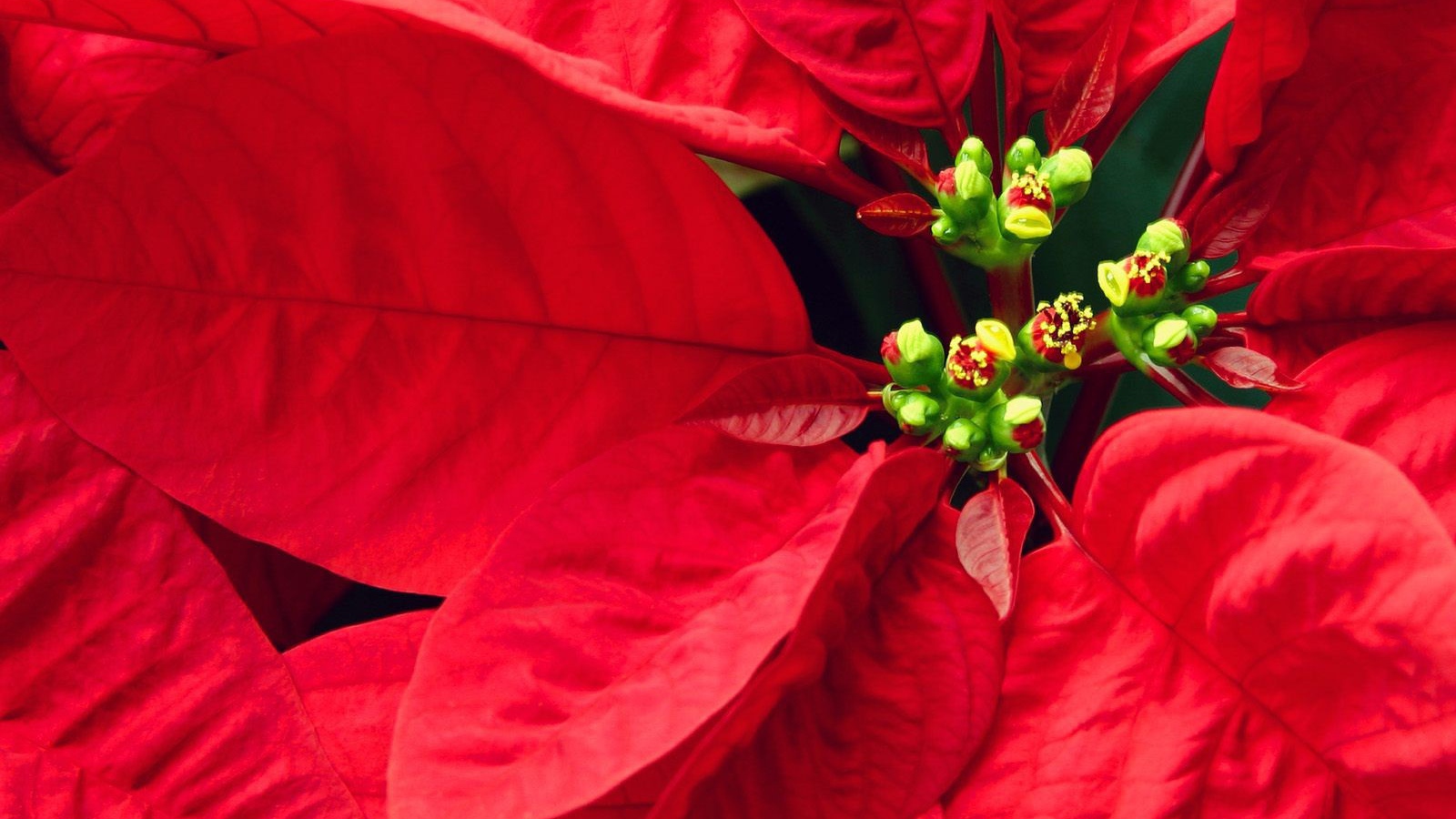 Куст с красными листьями