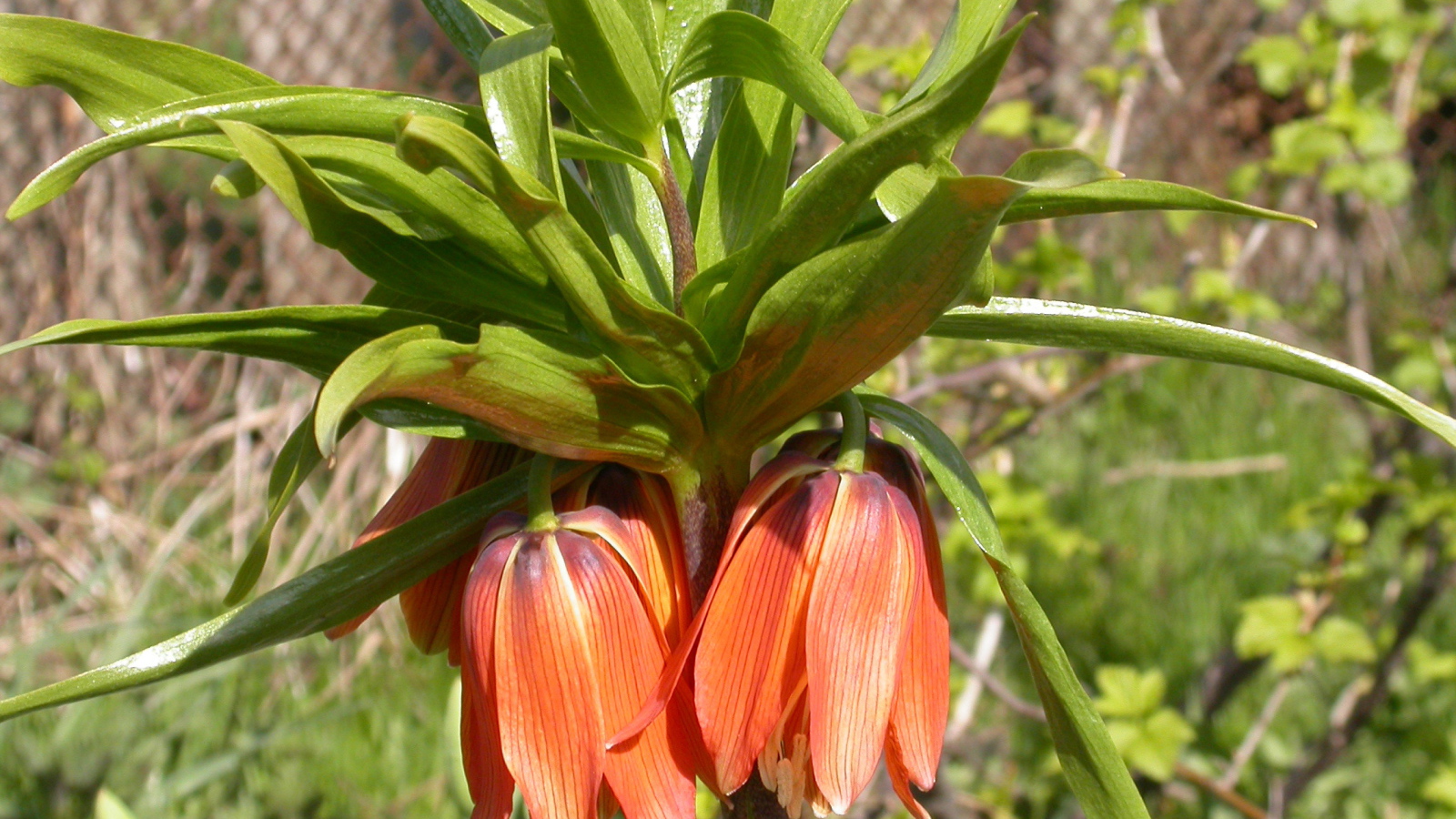 В саду красивый цветок рябчик императорский