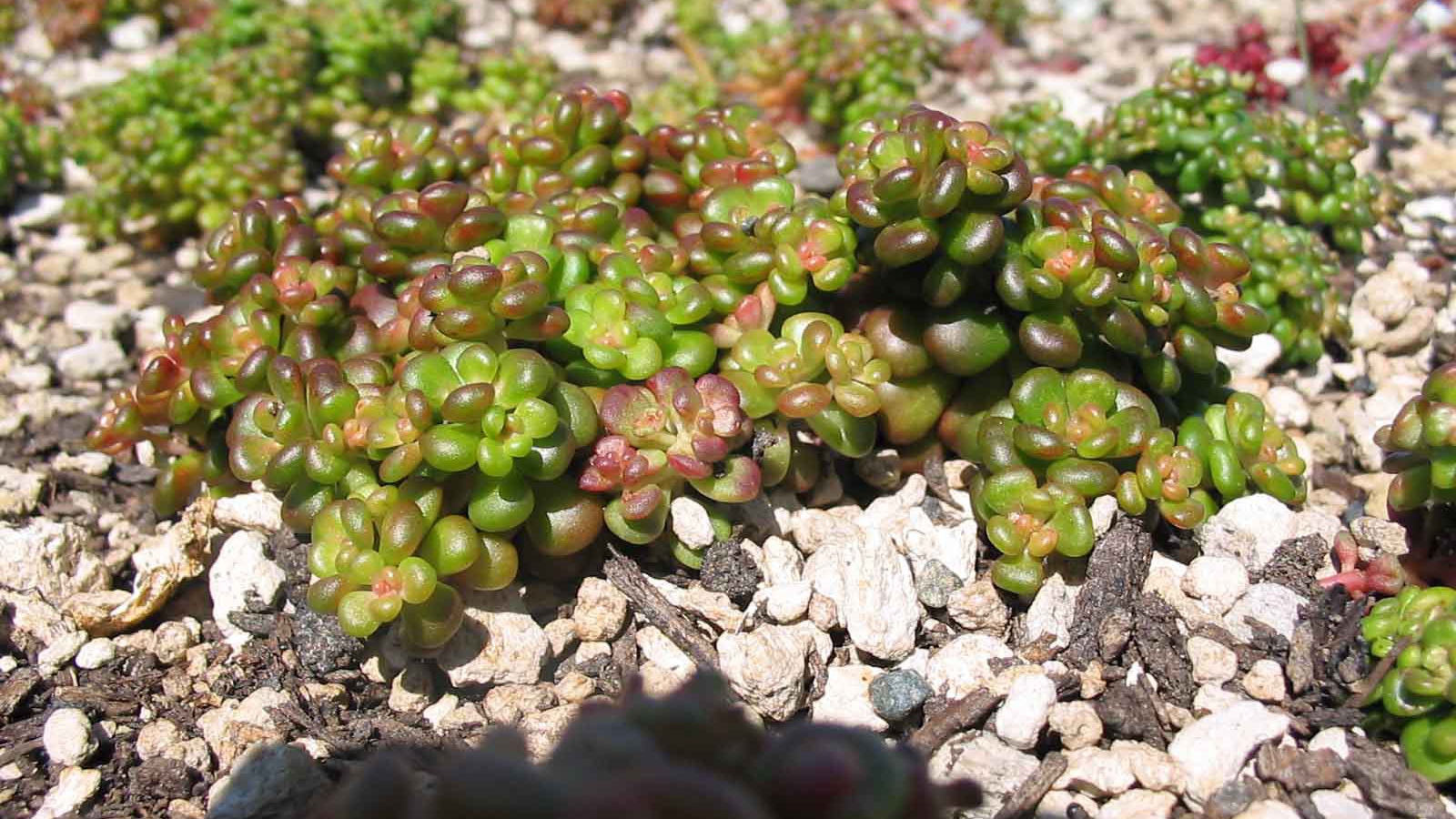 В саду красивое растение седум