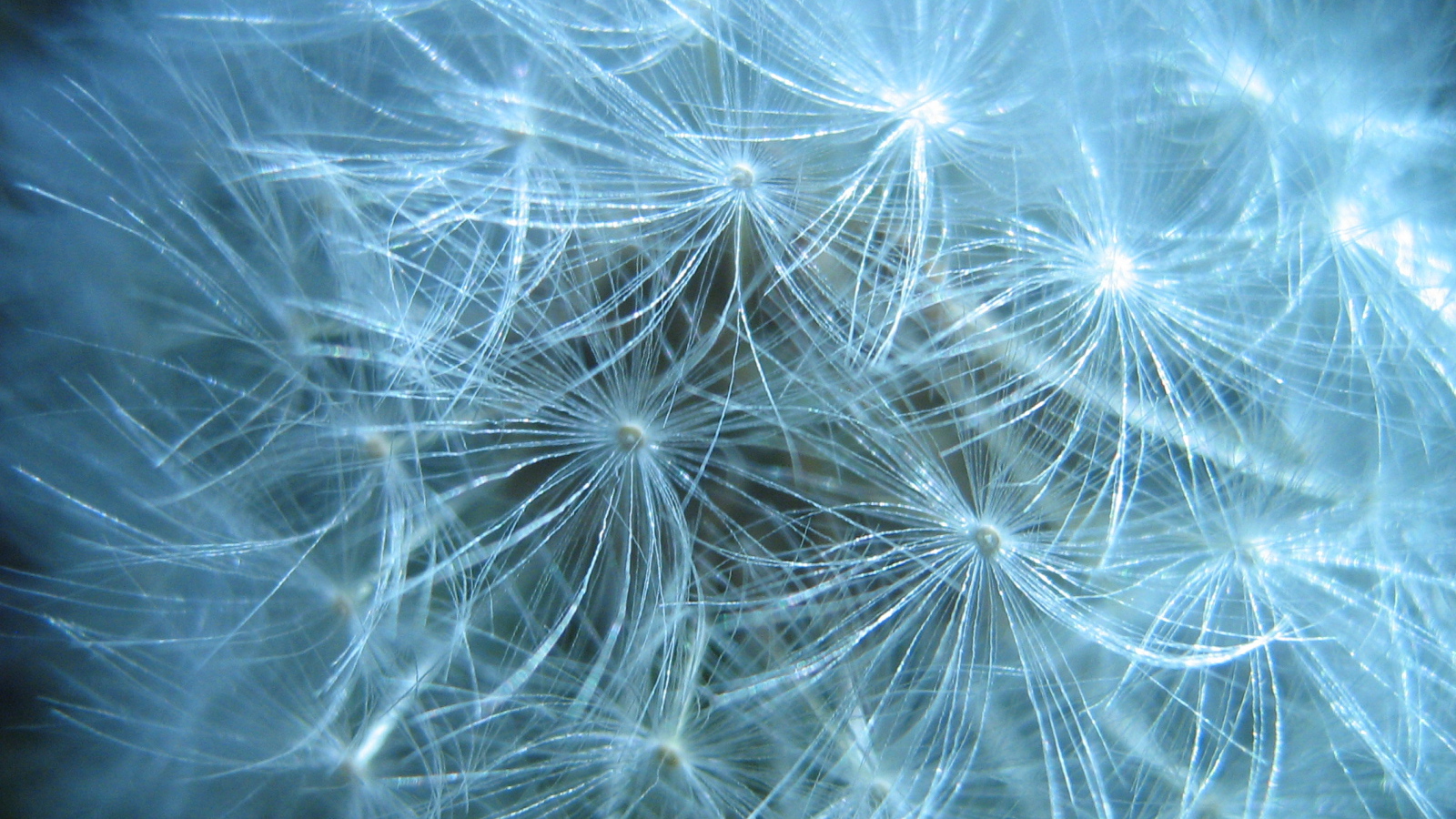 В парке красивый козлобородник (большой одуванчик) 